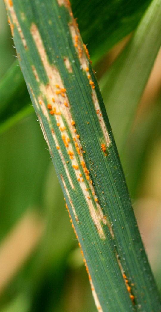 Figure 4a. Mature symptoms of stripe rust. Infected plant tissue becomes brown and dry.